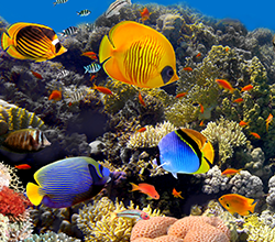 tropical fish image